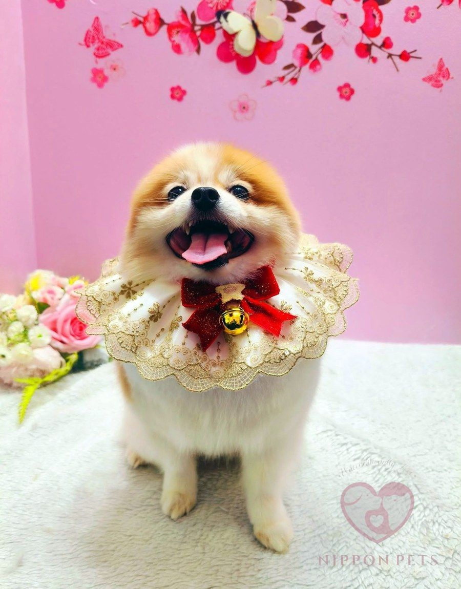 น้องปอมยิ้มหลังตัดขน