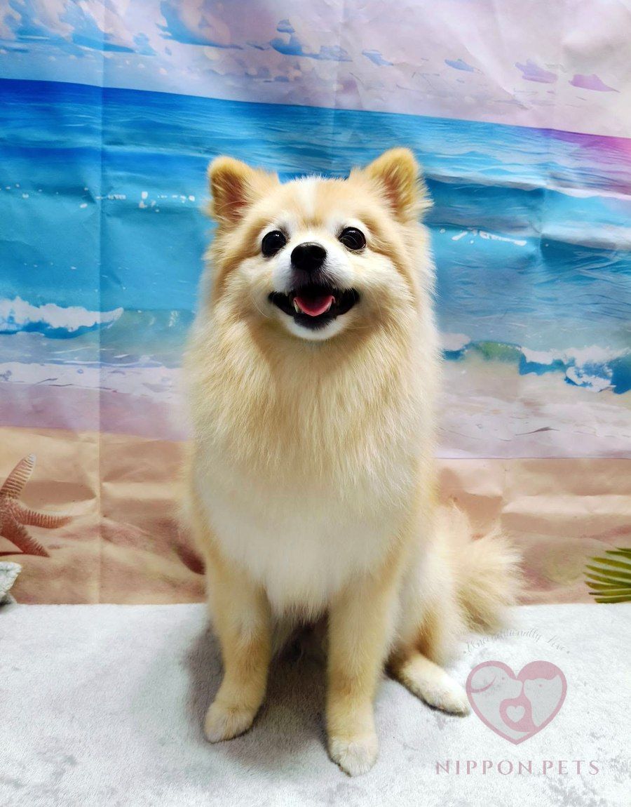 ปอมเมอเรเนียนสีครีมหลังอาบน้ำตัดขน ฉากทะเล — ผลงาน Nippon Pets นนทบุรี