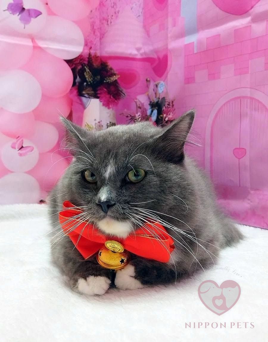 แมวขนยาวสีเทาผูกโบว์แดงหลังอาบน้ำ — ผลงาน Nippon Pets นนทบุรี