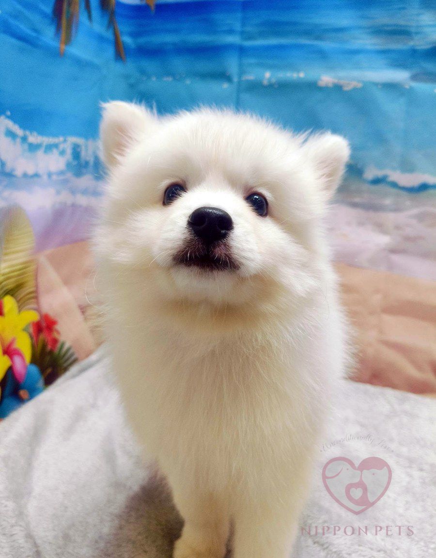 ลูกปอมเมอเรเนียนสีขาวหลังอาบน้ำเป่าขนฟู — ผลงาน Nippon Pets นนทบุรี