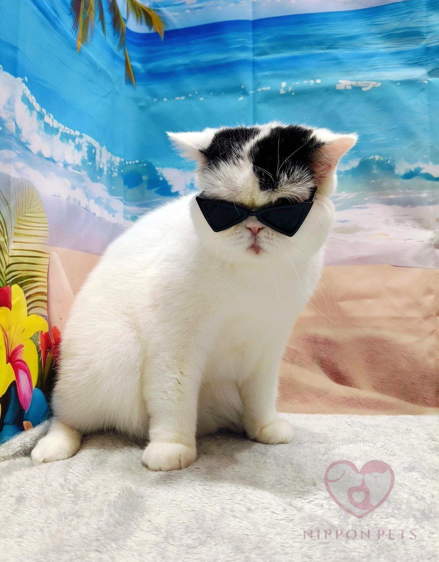แมวขาวดำใส่แว่นกันแดด ฉากทะเล — ผลงาน Nippon Pets นนทบุรี