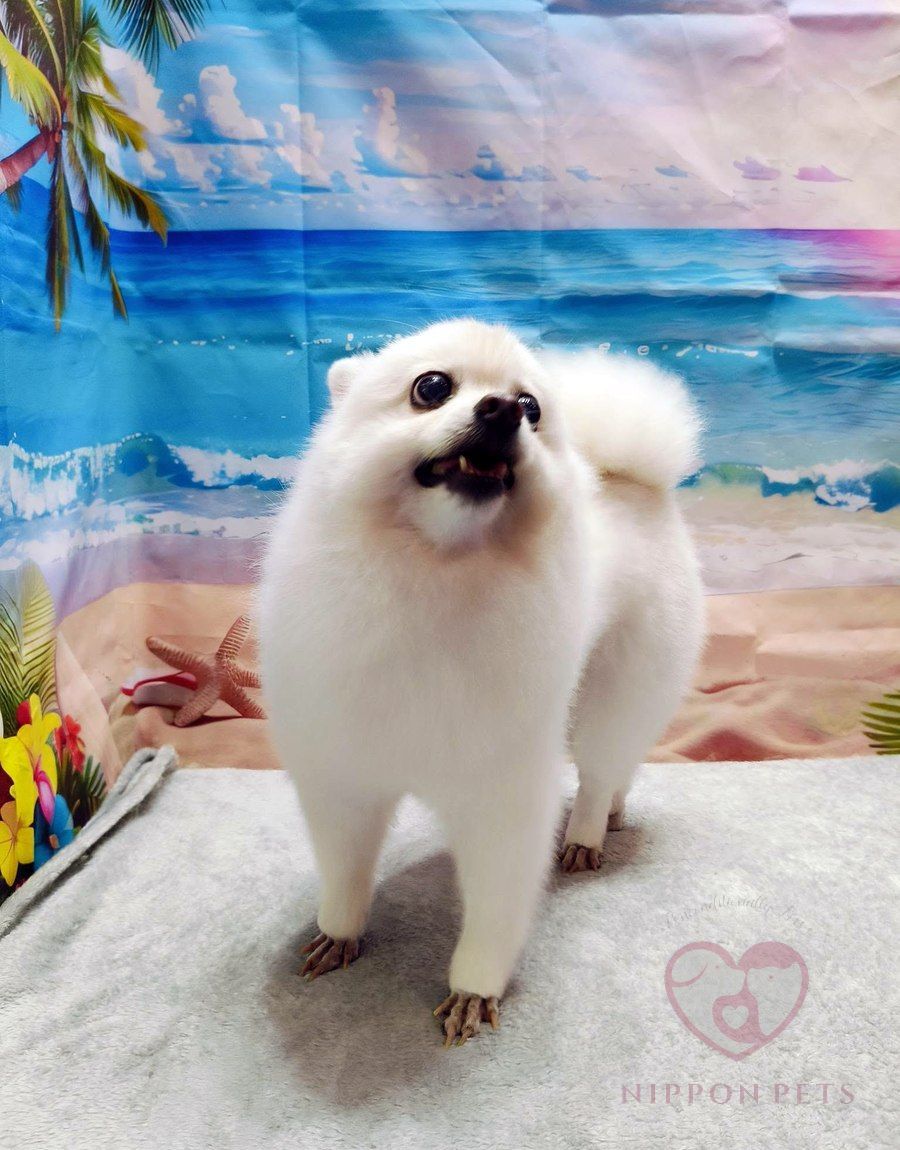 ปอมเมอเรเนียนสีขาวทรงหมีหลังตัดขน — ผลงาน Nippon Pets นนทบุรี