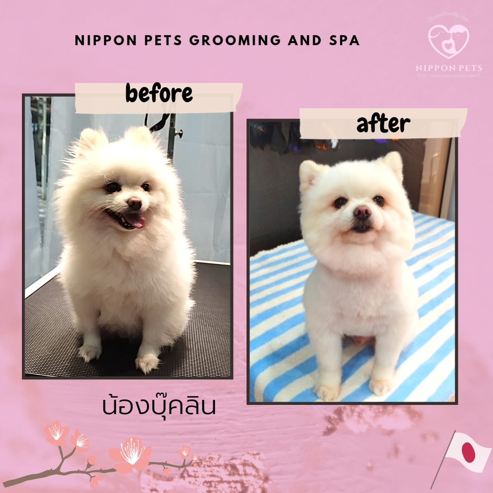 น้องนู๊คลิน ก่อนและหลังอาบน้ำตัดขน — ผลงาน Nippon Pets นนทบุรี