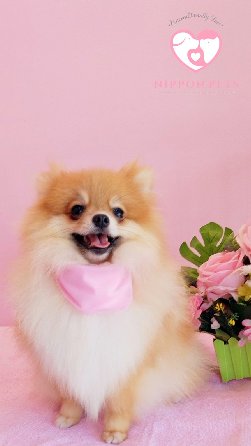 ปอมเมอเรเนียนสีส้มผูกผ้าพันคอชมพู หลังอาบน้ำตัดขน — ผลงาน Nippon Pets นนทบุรี