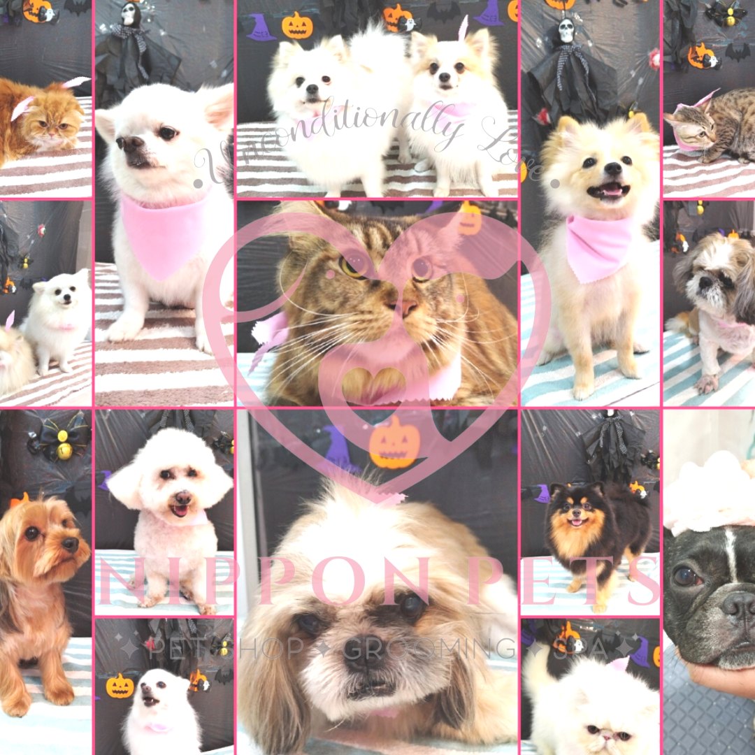 รวมผลงานธีมฮาโลวีน สุนัขและแมว ชุดที่ 2 — ผลงาน Nippon Pets นนทบุรี