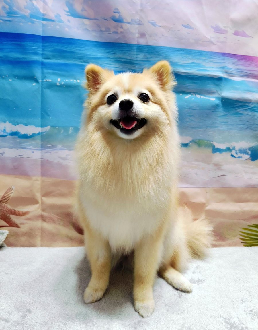 ปอมเมอเรเนียนขนสวยหลังทำสปา — สปาบำรุงขนและผิว Nippon Pets